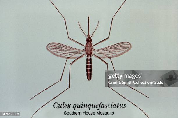 Illustration of an adult Culex quinquefasciatus mosquito, one of the mosquito species in which West Nile virus has been found, 1976. Image courtesy...
