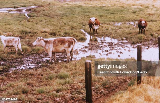 Group of cows standing in muddy water at the edge of an irrigated pasture, a mosquito breading ground, California, 1976. Image courtesy CDC.