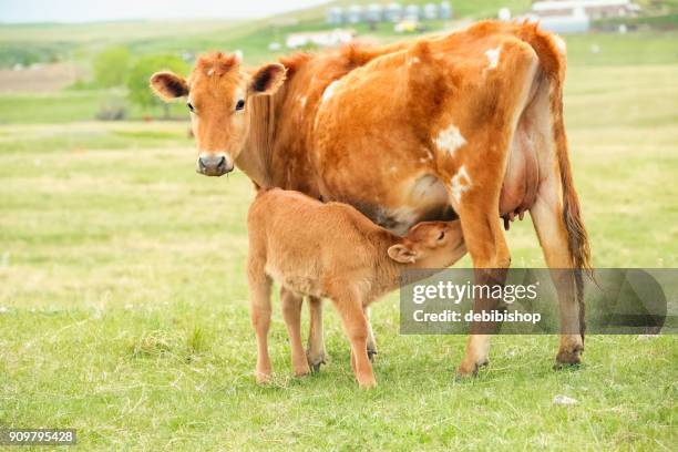 mother jersey cow nursing her baby calf - calf imagens e fotografias de stock