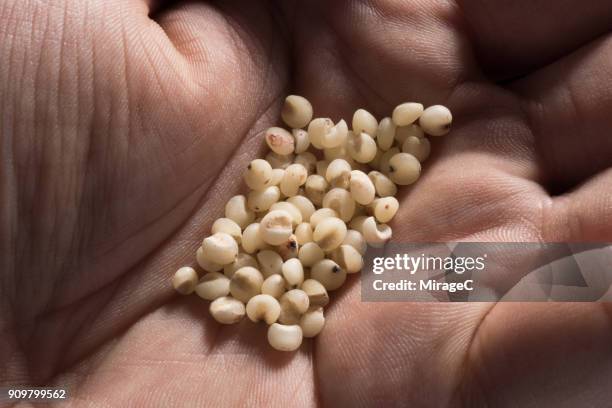 sorghum grains in palm - nilo stock-fotos und bilder