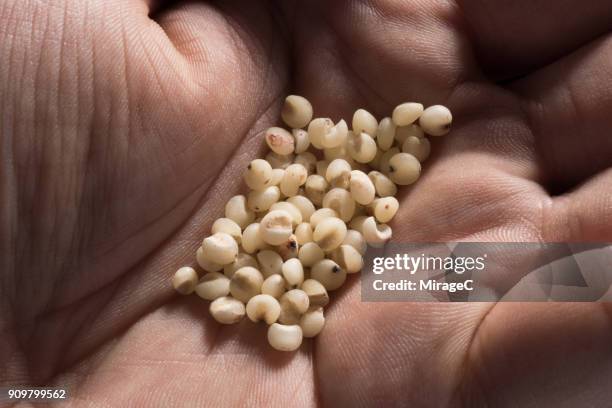 sorghum grains in palm - durra bildbanksfoton och bilder