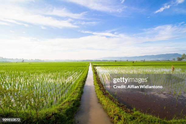 asian paddy field - ditch stock pictures, royalty-free photos & images