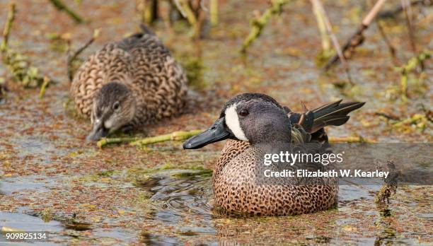 pair of blue winged teal ducks - blue winged teal stock pictures, royalty-free photos & images