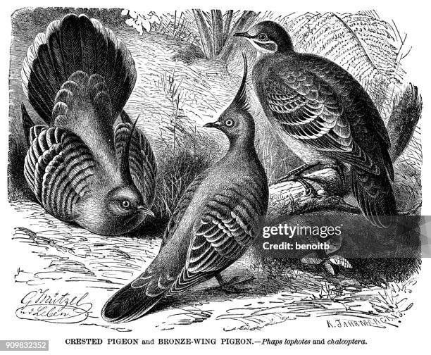 crested pigeon and bronzewing pigeon - ocyphaps lophotes stock illustrations