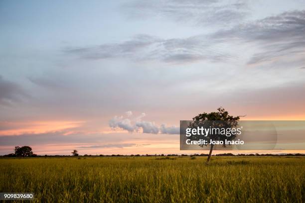 cerrado landscape at sunset, brazil - goias stock-fotos und bilder