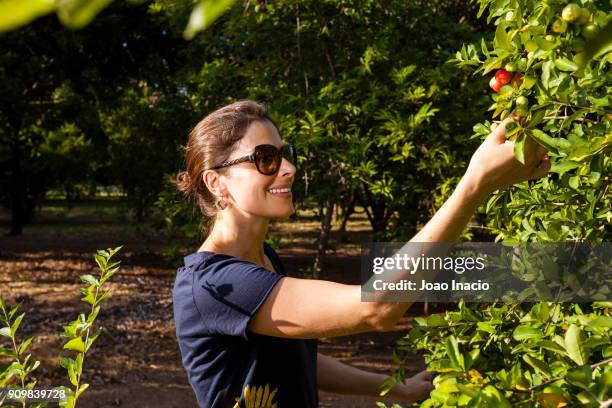 fruit picking - acerola stockfoto's en -beelden