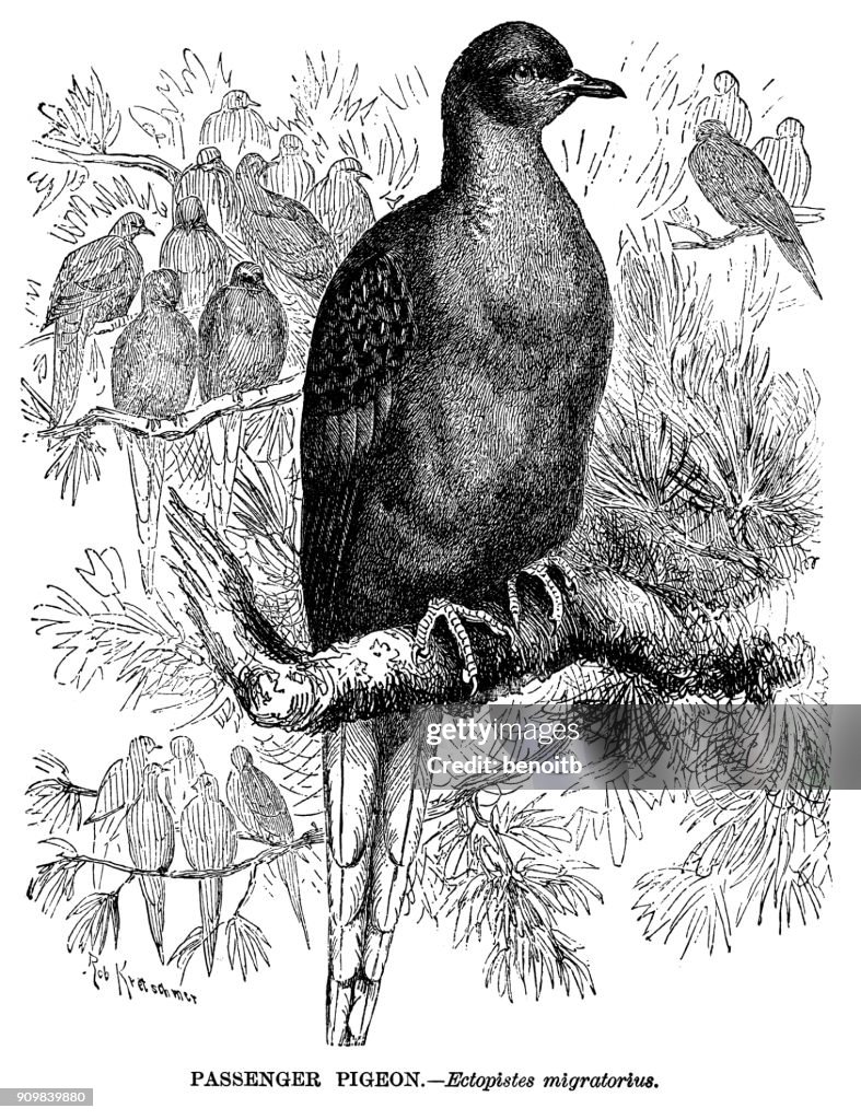 Passenger pigeon