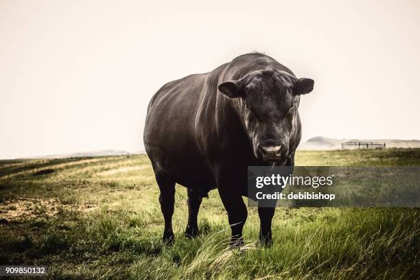 große black angus bull hautnah mit strengen ausdruck auf seinem gesicht, stehend auf montana präriegras - angus cattle stock-fotos und bilder