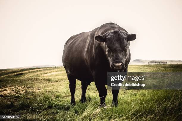 grand taureau black angus se bouchent avec la poupe expression sur son visage, debout sur l’herbe de prairie montana - vache aberdeen angus photos et images de collection