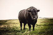 Large Black Angus bull close up with stern expression on his face, standing on Montana prairie grass
