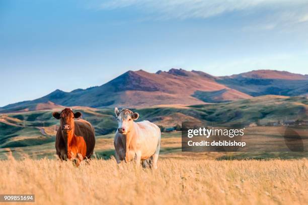 montana scenic - kühe zwei ziemlich stehen in hohe gräser mit einem berg landschaft hintergrund - charolais rind stock-fotos und bilder