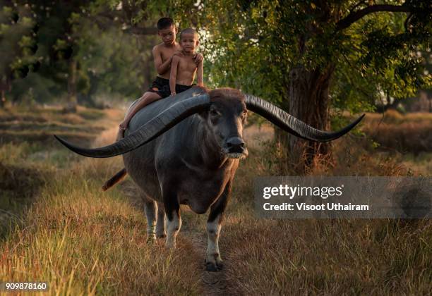 country boy sitting on buffalo - wasserbüffel stock-fotos und bilder