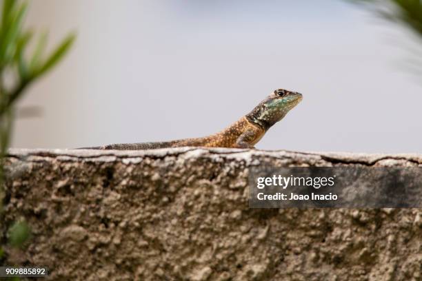 amazon lava lizard (tropidurus torquatus) - lava lizard stock pictures, royalty-free photos & images