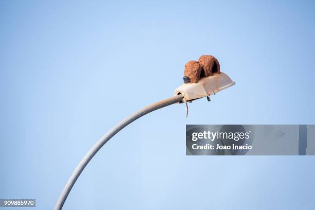 the rufous hornero (furnarius rufus) nest on a street light, brazil - rufous hornero stock pictures, royalty-free photos & images