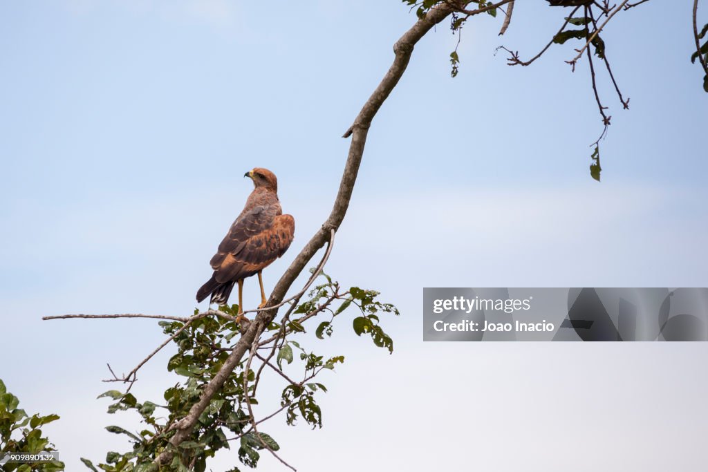 Savanna hawk (Buteogallus meridionalis) on a branch, cerrado region, Brazil