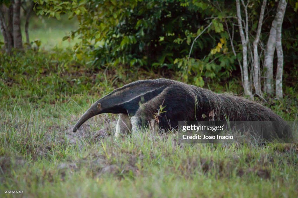 Giant anteater (myrmecophaga tridactyla), cerrado region, Brazil