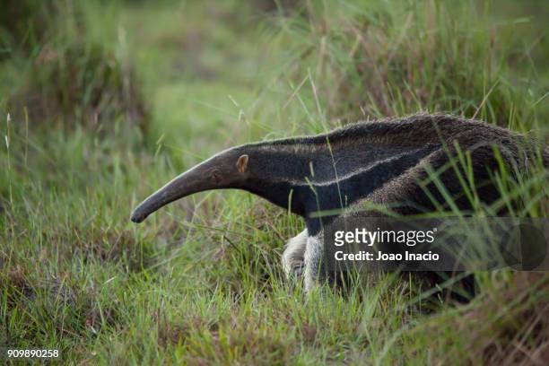 giant anteater (myrmecophaga tridactyla), cerrado region, brazil - cerrado - fotografias e filmes do acervo