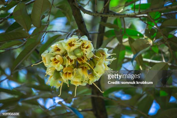 plenty durian flower in january;thailand - baobab flor fotografías e imágenes de stock