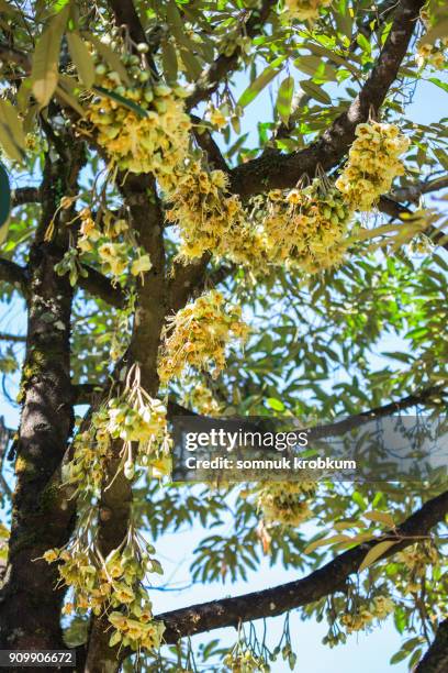 plenty durian flower in january;thailand - baobab fruit stock pictures, royalty-free photos & images