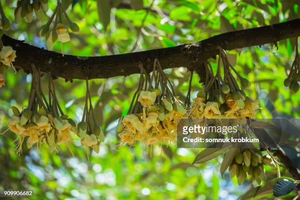 plenty durian flower in january;thailand - baobab fruit stock-fotos und bilder