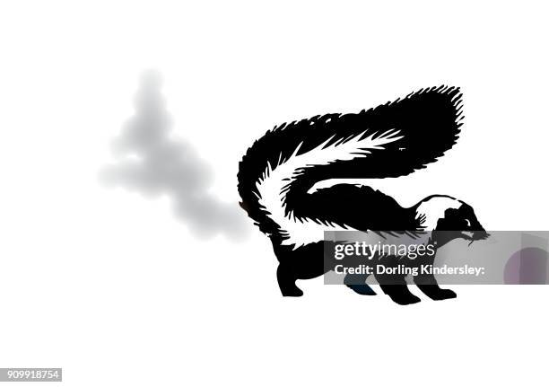 skunk - skunk studio stock illustrations
