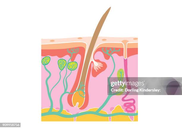 hair follicle - adipose tissue stock illustrations