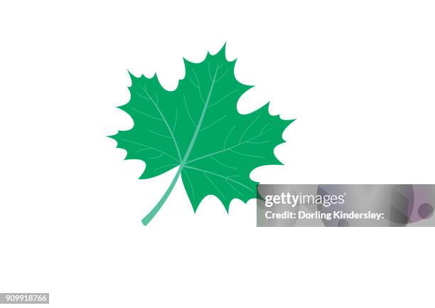 leaf - green empty studio stock illustrations