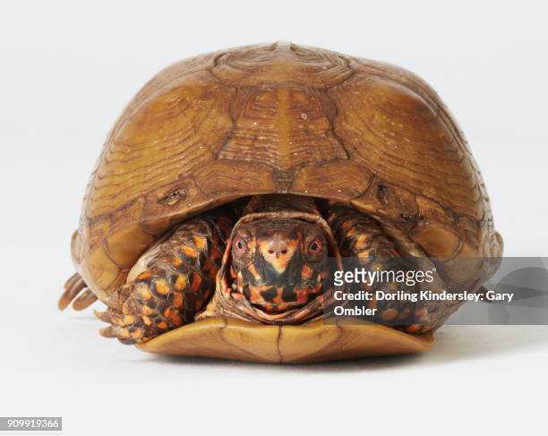 box turtle (tortoise) - emídidos fotografías e imágenes de stock