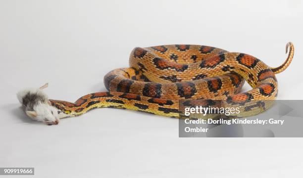 90 Snake Eating A Mouse Stock Photos, High-Res Pictures, and Images ...