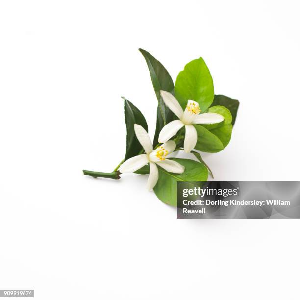 6 180点のオレンジの花のストックフォト Getty Images 6 180点のオレンジの花のストックフォト Getty Images