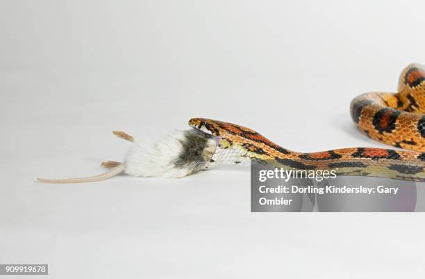 86 Snake Eating A Mouse Stock Photos, High-Res Pictures, and Images ...