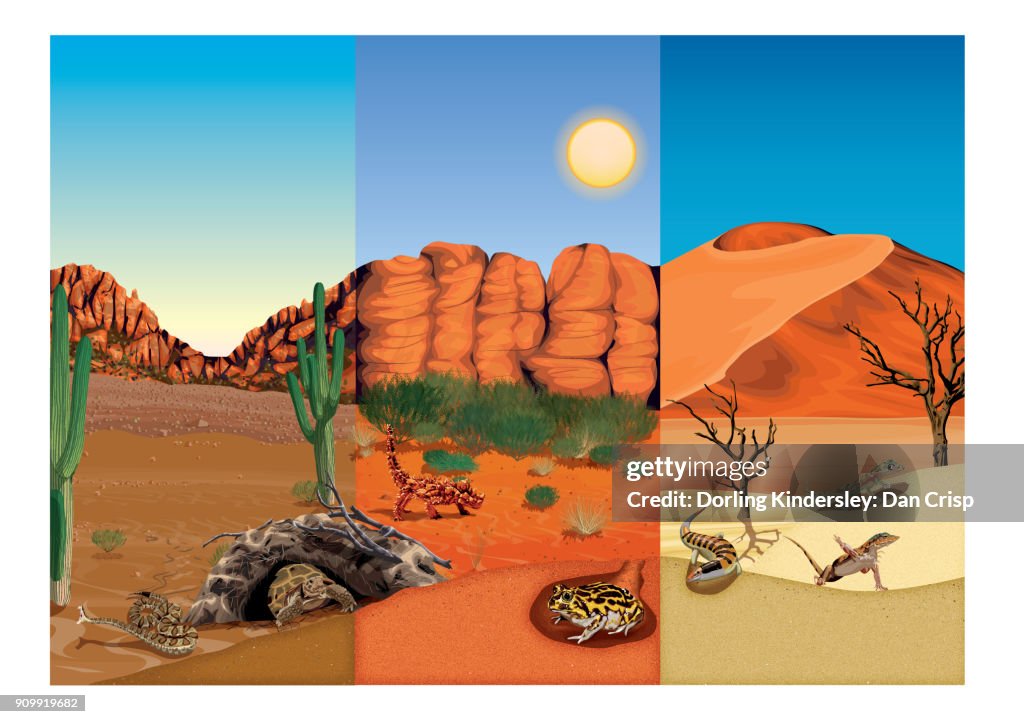 Artwork of three types of desert landscape with reptiles and amphibians that live there