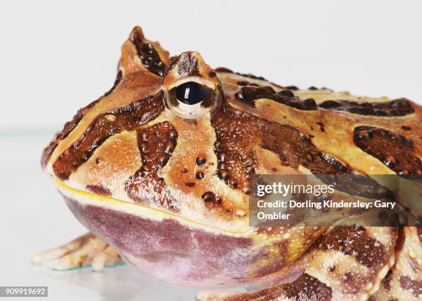 horned toad - horned lizard stock pictures, royalty-free photos & images