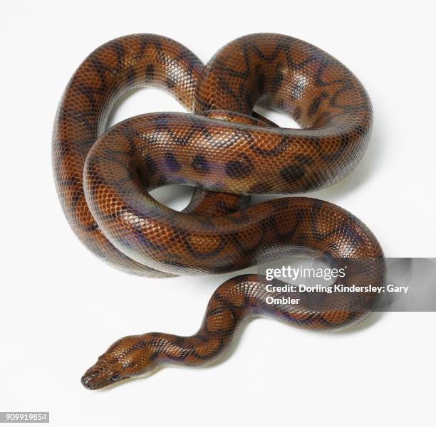 rainbow boa, snake - epicrates cenchria stock pictures, royalty-free photos & images