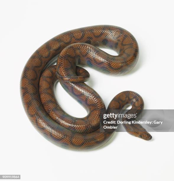 rainbow boa, snake - epicrates cenchria stock pictures, royalty-free photos & images