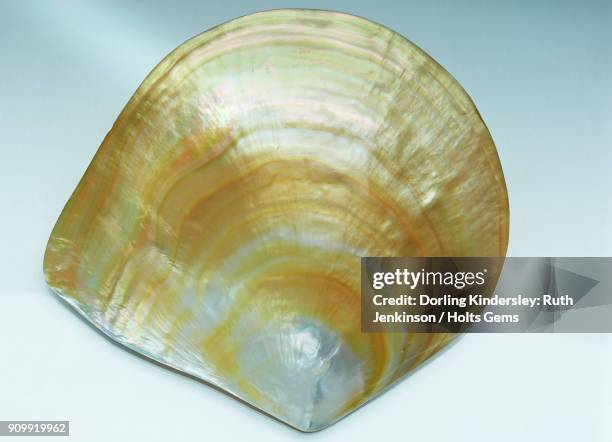 Golden Pearl Shell 132 Gold Pearl Shell Stock Photos, High-Res Pictures, and Images ...