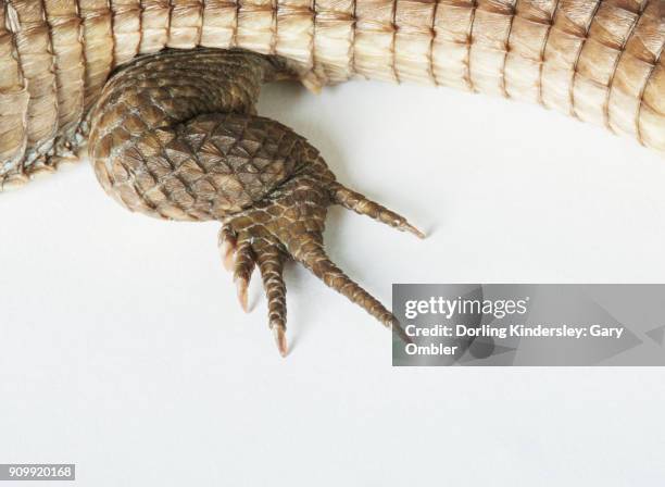 sudan plated lizard - plated lizard stock pictures, royalty-free photos & images