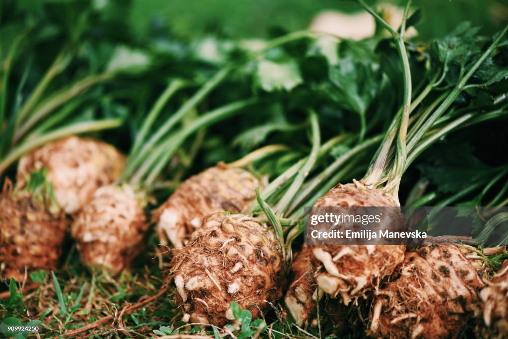 Fresh celery root