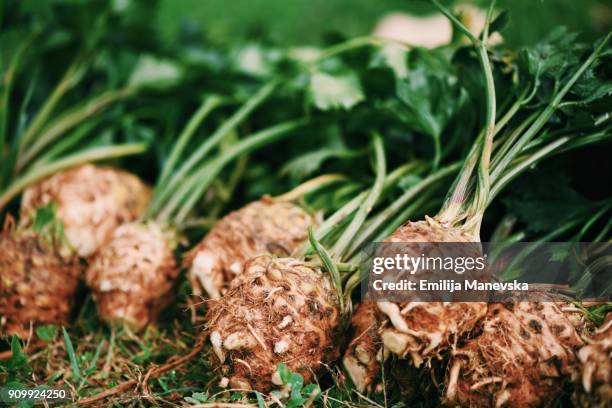 fresh celery root - stangensellerie stock-fotos und bilder