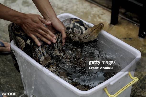 Steven Prasetyo, a snake collector, bathes a Reticulated Python in front of his house in Jakarta, Indonesia on January 23, 2018. Prasetyo have three...