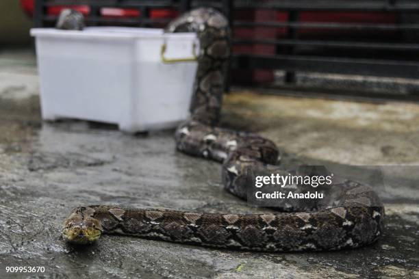 Indonesian Python Python Indonesia Photos and Premium High Res Pictures - Getty Images