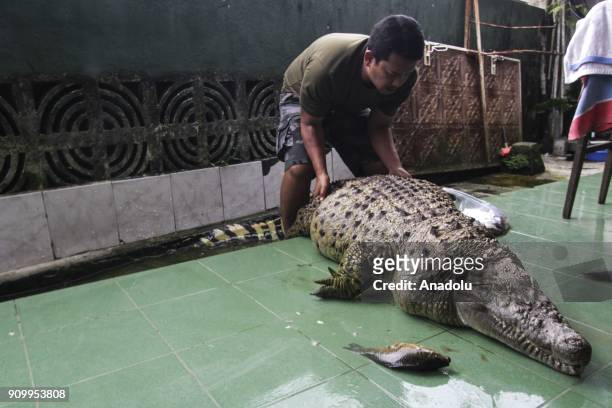 Irwan helps a domesticated crocodile to leave a small pool after it was bathed in Bogor, Indonesia on January 22, 2018. Irwan found it as a baby and...