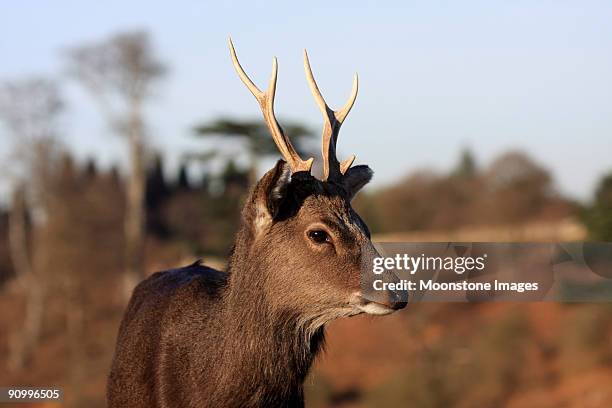 sika deer - sika deer stock pictures, royalty-free photos & images