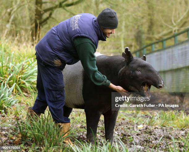 Malayan Tapir, Kingut, with his keeper Ben Cosgrove, as he celebrates his 40th birthday in his enclosure at Port Lympne Reserve near Ashford, Kent.