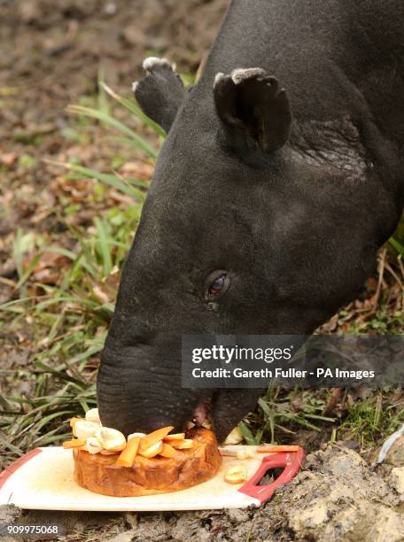 Kingut the Malayan Tapir, tucks into a birthday cake made of his favourite treats, including carrots, apples, bananas and raisins, as he celebrates...