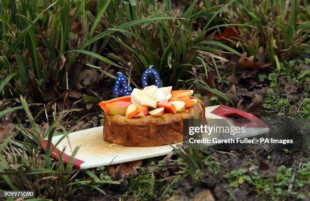 Kingut the Malayan Tapir's birthday cake made of his favourite treats, including carrots, apples, bananas and raisins, as he celebrates his 40th...