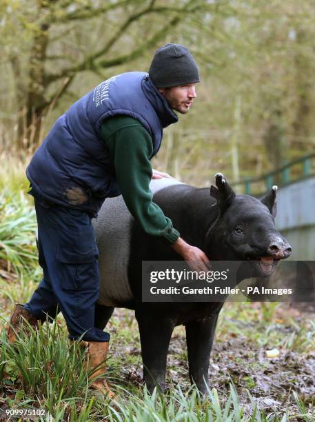 Malayan Tapir, Kingut, with his keeper Ben Cosgrove, as he celebrates his 40th birthday in his enclosure at Port Lympne Reserve near Ashford, Kent.