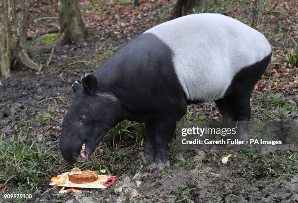 Kingut the Malayan Tapir, tucks into a birthday cake made of his favourite treats, including carrots, apples, bananas and raisins, as he celebrates...