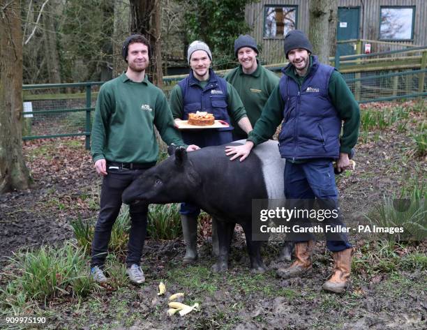 Malayan Tapir, Kingut, with his keepers, as he celebrates his 40th birthday in his enclosure at Port Lympne Reserve near Ashford, Kent.