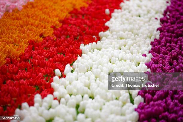 Berlin, Germany Variously colored tulips on January 22, 2018 in Berlin, Germany.